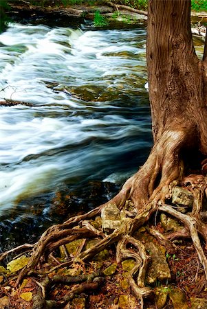 simsearch:400-04452321,k - Water rushing by tree in river rapids in Ontario Canada Fotografie stock - Microstock e Abbonamento, Codice: 400-04093733