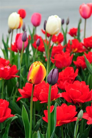 simsearch:400-04437778,k - Bright blooming tulips growing in spring garden Photographie de stock - Aubaine LD & Abonnement, Code: 400-04093764