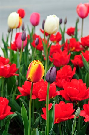 simsearch:400-08400581,k - Bright blooming tulips growing in spring garden Photographie de stock - Aubaine LD & Abonnement, Code: 400-04093764