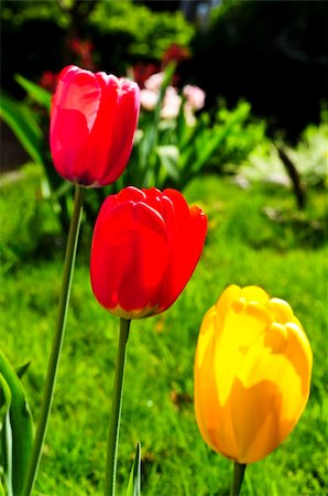 simsearch:400-04437778,k - Bright blooming tulips growing in spring garden Photographie de stock - Aubaine LD & Abonnement, Code: 400-04093765