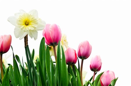 simsearch:614-08220107,k - Tulips and daffodils isolated on white background, floral border Stock Photo - Budget Royalty-Free & Subscription, Code: 400-04093760