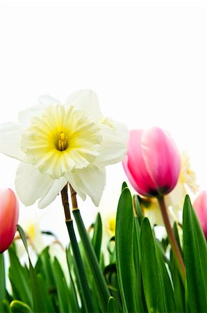 simsearch:614-08220107,k - Tulips and daffodils isolated on white background, floral border Stock Photo - Budget Royalty-Free & Subscription, Code: 400-04093761