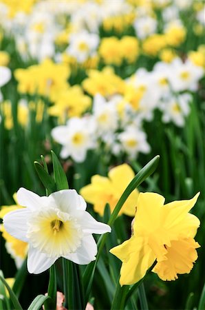 field of daffodil pictures - Field of blooming daffodils in spring park Stock Photo - Budget Royalty-Free & Subscription, Code: 400-04093762