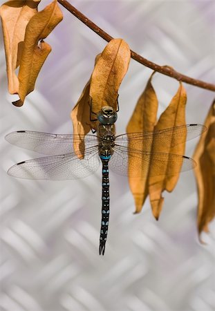 Migrant Hawker is one of the smaller species of hawker dragonflies Foto de stock - Super Valor sin royalties y Suscripción, Código: 400-04105066