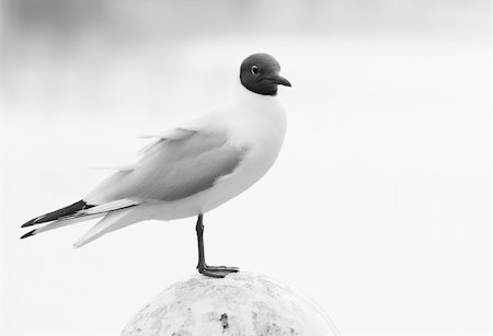 simsearch:400-04522404,k - Black-headed Gull standing on mooring-mast in harbor-black and white image Photographie de stock - Aubaine LD & Abonnement, Code: 400-04105067