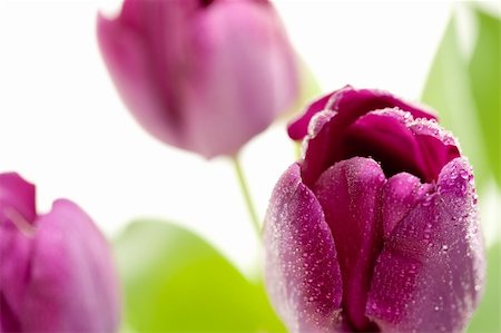 simsearch:400-04349386,k - Set of Purple Tulips on a White Background. Stockbilder - Microstock & Abonnement, Bildnummer: 400-04105311