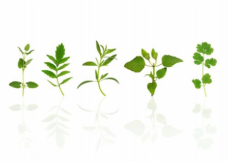 simsearch:400-04154039,k - Herb leaf specimens over white background with reflection. Stock Photo - Budget Royalty-Free & Subscription, Code: 400-04105341