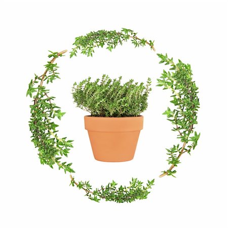 simsearch:400-07303169,k - Thyme herb leaf sprigs forming a circular garland with a terracotta pot of thyme set inside, over a white background. Stock Photo - Budget Royalty-Free & Subscription, Code: 400-04105343