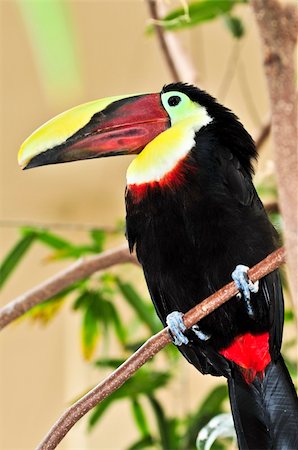serre (oiseau) - Chestnut mandibled toucan bird perched on branch Photographie de stock - Aubaine LD & Abonnement, Code: 400-04106638