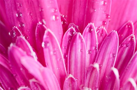 simsearch:400-04861419,k - Macro on pink gerber with raindrop on it. Photographie de stock - Aubaine LD & Abonnement, Code: 400-04106940