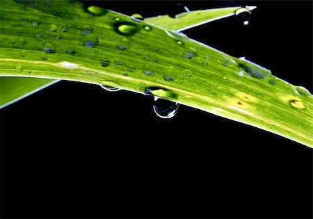 simsearch:400-07258772,k - close up image of water drop on green leaf background Stock Photo - Budget Royalty-Free & Subscription, Code: 400-04106978