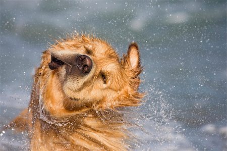 Golden retriever shaking head at the beach Stock Photo - Budget Royalty-Free & Subscription, Code: 400-04108568