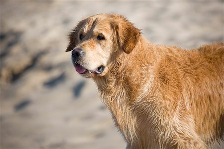 Golden retriever looking forward Stock Photo - Budget Royalty-Free & Subscription, Code: 400-04108569