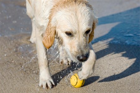 Dog retrieving a ball on the beach Stock Photo - Budget Royalty-Free & Subscription, Code: 400-04108571