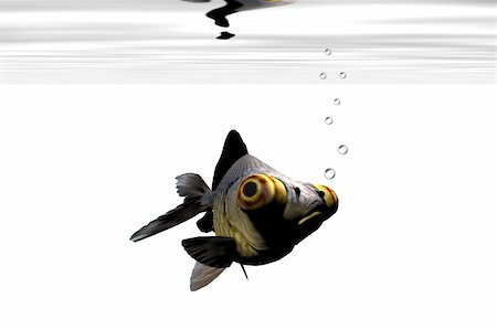 simsearch:400-05683187,k - A google-eyed goldfish stares out from his aquarium. Foto de stock - Royalty-Free Super Valor e Assinatura, Número: 400-04108638