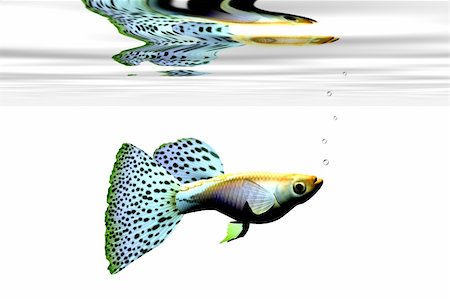 simsearch:400-04545787,k - Colorful fancy male guppy swims in an aquarium. Stock Photo - Budget Royalty-Free & Subscription, Code: 400-04108646