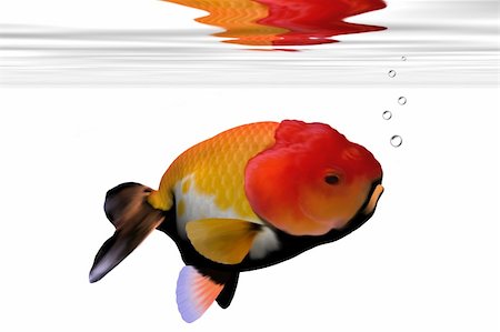 simsearch:400-05683187,k - Peculiar face on this aquarium goldfish. Foto de stock - Royalty-Free Super Valor e Assinatura, Número: 400-04108649