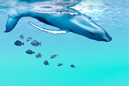 simsearch:400-04703193,k - A Humpback whale dives into the blue ocean. Stock Photo - Budget Royalty-Free & Subscription, Code: 400-04108650