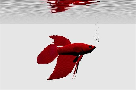 simsearch:400-04545787,k - Red betta male aquarium fish. Stock Photo - Budget Royalty-Free & Subscription, Code: 400-04109063