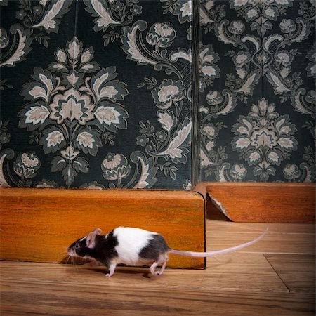 mouse walking in a luxury old-fashioned roon, We can see her hole in the background Photographie de stock - Aubaine LD & Abonnement, Code: 400-04100736