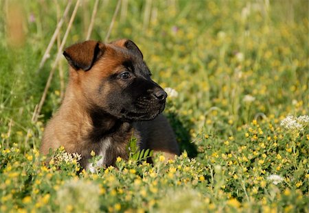 simsearch:400-04767909,k - young puppy belgian shepherd malinois in a field Foto de stock - Super Valor sin royalties y Suscripción, Código: 400-04100785