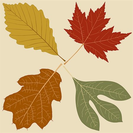 platane tree - Four Leaves, Vector File, change the colors as you like.... Photographie de stock - Aubaine LD & Abonnement, Code: 400-04100947