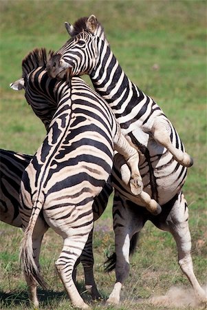 simsearch:400-04348140,k - Burchell zebras playing in the field, South Africa Foto de stock - Super Valor sin royalties y Suscripción, Código: 400-04103327