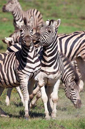 simsearch:400-04348140,k - Burchell zebras playing in the field, South Africa Foto de stock - Super Valor sin royalties y Suscripción, Código: 400-04103328