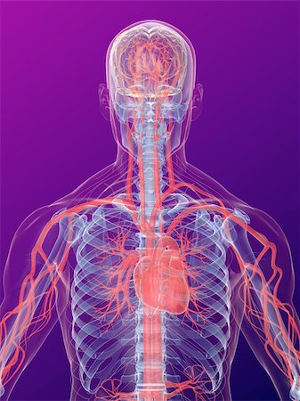 simsearch:400-04164497,k - 3d rendered anatomy illustration of a human shape with vascular system from brain and heart Stock Photo - Budget Royalty-Free & Subscription, Code: 400-04103525