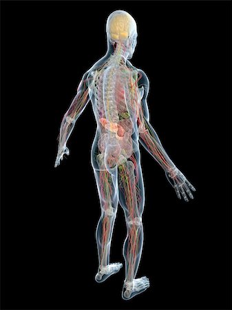 3d rendered anatomy illustration of a transparent human body Stock Photo - Budget Royalty-Free & Subscription, Code: 400-04103564