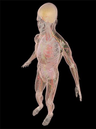simsearch:400-04164497,k - 3d rendered anatomy illustration of a transparent human body Stock Photo - Budget Royalty-Free & Subscription, Code: 400-04103565