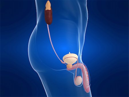 digestive system arteries - 3d rendered anatomy illustration of a male urinary system Stock Photo - Budget Royalty-Free & Subscription, Code: 400-04103568