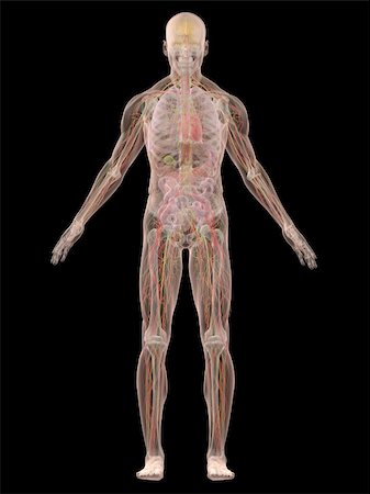 simsearch:400-04164497,k - 3d rendered anatomy illustration of a transparent human body Stock Photo - Budget Royalty-Free & Subscription, Code: 400-04103563