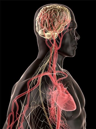 simsearch:400-04164497,k - 3d rendered anatomy illustration of a human shape with vascular system from brain and heart Stock Photo - Budget Royalty-Free & Subscription, Code: 400-04103577