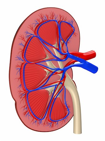 digestive system arteries - 3d rendered anatomy illustration from a cut of a kidney Stock Photo - Budget Royalty-Free & Subscription, Code: 400-04103571