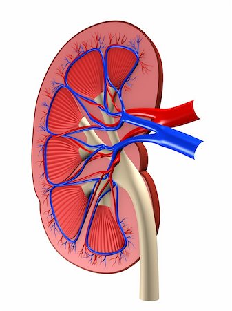 digestive system arteries - 3d rendered anatomy illustration from a cut of a kidney Stock Photo - Budget Royalty-Free & Subscription, Code: 400-04103572