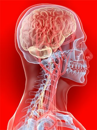 3d rendered anatomy illustration of a human head shape with brain Stock Photo - Budget Royalty-Free & Subscription, Code: 400-04103597