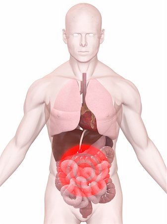 spielen - 3d rendered anatomy illustration of a human body shape with highlighted digestive system Stock Photo - Budget Royalty-Free & Subscription, Code: 400-04103593