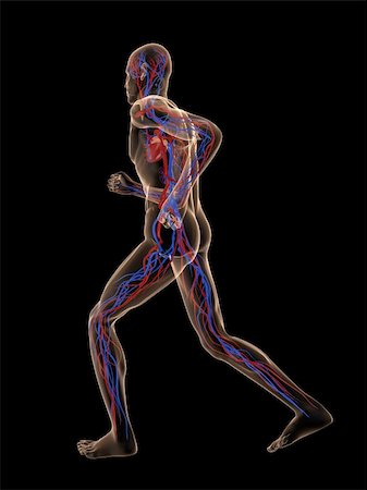 simsearch:400-04189840,k - 3d rendered illustration of a transparent running man with vascular system Foto de stock - Super Valor sin royalties y Suscripción, Código: 400-04103604