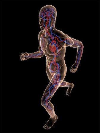 simsearch:400-04103615,k - 3d rendered illustration of a transparent running man with vascular system Stock Photo - Budget Royalty-Free & Subscription, Code: 400-04103605