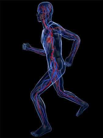 simsearch:400-04103615,k - 3d rendered illustration of a transparent running man with vascular system Stock Photo - Budget Royalty-Free & Subscription, Code: 400-04103606