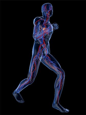 simsearch:400-04189840,k - 3d rendered illustration of a transparent running man with vascular system Foto de stock - Super Valor sin royalties y Suscripción, Código: 400-04103607