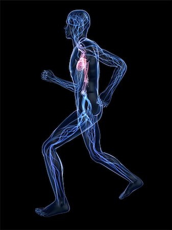 simsearch:400-04189840,k - 3d rendered illustration of a transparent running man with vascular system and highlighted heart Foto de stock - Super Valor sin royalties y Suscripción, Código: 400-04103609