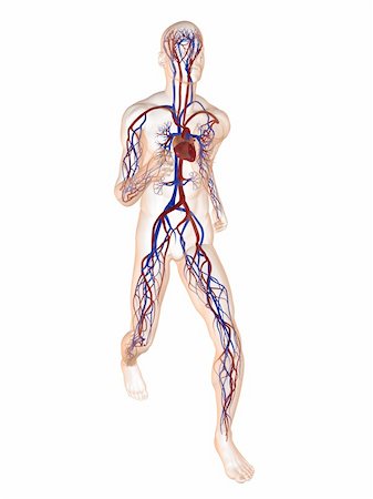 simsearch:400-04189840,k - 3d rendered illustration of a transparent running man with vascular system Foto de stock - Super Valor sin royalties y Suscripción, Código: 400-04103602
