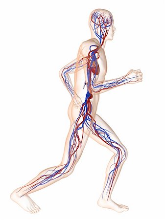 simsearch:400-04189840,k - 3d rendered illustration of a transparent running man with vascular system Foto de stock - Super Valor sin royalties y Suscripción, Código: 400-04103603