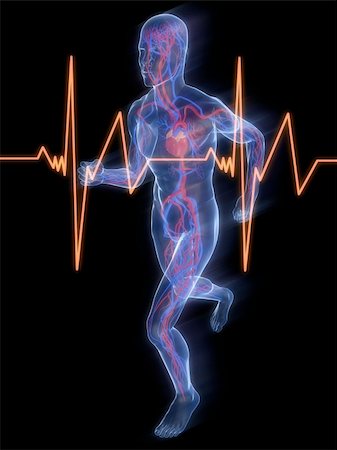 simsearch:400-04189840,k - 3d rendered illustration of a transparent running man with vascular system highlighted heart and heartbeat Foto de stock - Super Valor sin royalties y Suscripción, Código: 400-04103617