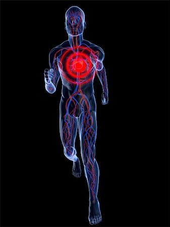 simsearch:400-04103615,k - 3d rendered illustration of a transparent running man with vascular system and highlighted heart Foto de stock - Super Valor sin royalties y Suscripción, Código: 400-04103618