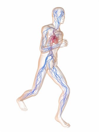 simsearch:400-04103615,k - 3d rendered illustration of a transparent running man with vascular system and highlighted heart Stock Photo - Budget Royalty-Free & Subscription, Code: 400-04103610
