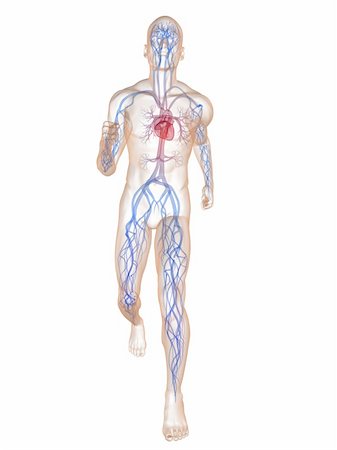simsearch:400-04103615,k - 3d rendered illustration of a transparent running man with vascular system and highlighted heart Stock Photo - Budget Royalty-Free & Subscription, Code: 400-04103611