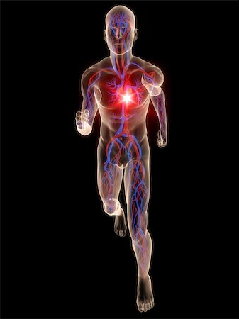 simsearch:400-04103615,k - 3d rendered illustration of a transparent running man with vascular system and highlighted heart Stock Photo - Budget Royalty-Free & Subscription, Code: 400-04103613